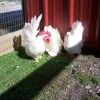 White Japanese Bantam Chickens