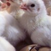 White African Guinea