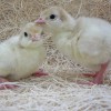White Broad Breasted Turkey Chicks
