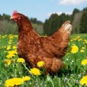 Chicken-Friendly Plants to Feed to Your Flock