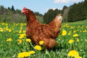 Chicken-Friendly Plants to Feed to Your Flock