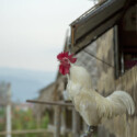 Top Construction Tips for Building Chicken Coops