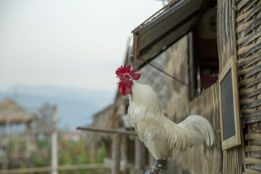 Top Construction Tips for Building Chicken Coops