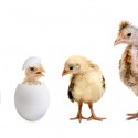 Chicken Growth Stages: How Chickens Grow Throughout Their Lives