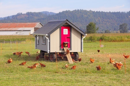 Homemade Chicken Coop on Farm Property