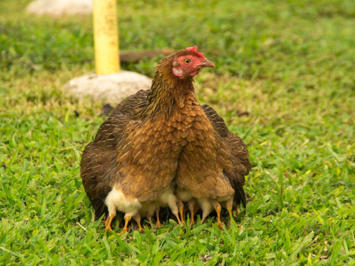 What You Should Know About Mother Hens