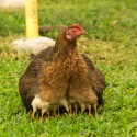 What You Should Know About Mother Hens