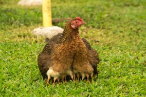 What You Should Know About Mother Hens