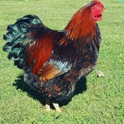 Black Laced Red Wyandotte