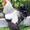 Dark Brahma Chicken