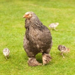 Dark Brahma Baby Chicks For Sale