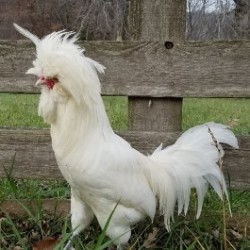 White Polish Chickens For Sale