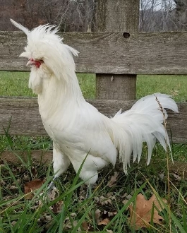 White Polish Chickens For Sale