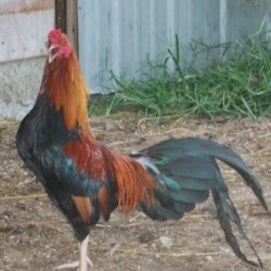 Wheaten Cubalaya Bantam Chicken