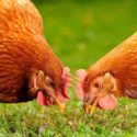 chickens eating treats on ground