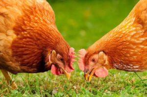 chickens eating treats on ground