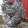 Barred Cochin Chicken