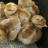 Bielefelder Chicks