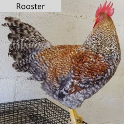 Bielefelder Rare Breed Chicks for Sale