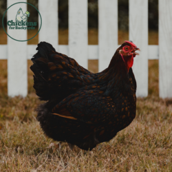 Black Laced Red Wyandotte