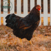 Black Laced Red Wyandotte - Image 2