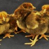 Black Laced Red Wyandotte Chicks