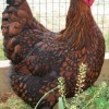 Black Laced Red Wyandotte Chicken