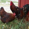 Black Laced Red Wyandotte Chickens