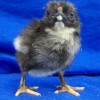 Black Wyandotte Bantam Chick