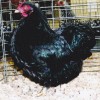 Black Wyandotte Bantam Chicken