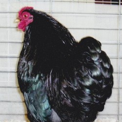 Black Wyandotte Bantam Chicken