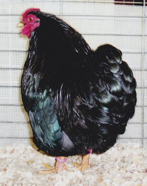 Black Wyandotte Bantam Chicken