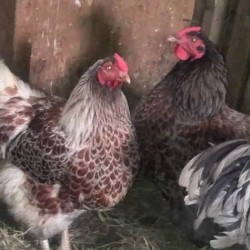 Blue Laced Red Wyandotte Chickens For Sale