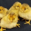 Four Blue Laced Red Wyandotte Chicks
