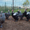 A group of Dark Brahma chickens hanging out in an outdoor space