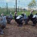 A group of Dark Brahma chickens hanging out in an outdoor space