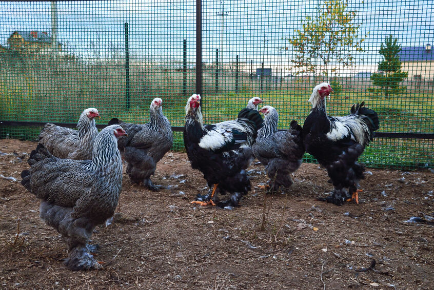 A group of Dark Brahma chickens hanging out in an outdoor space