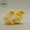 Wheaten Cubalaya Bantam - Image 4