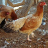 Wheaten Cubalayn Bantam