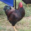 Black Laced Red Wyandotte - Image 4
