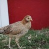 Wheaten Cubalaya Bantam Chickens