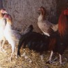 Wheaten Cubalaya Bantam Chickens