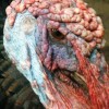 turkey face