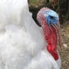 White turkey with red-blue head