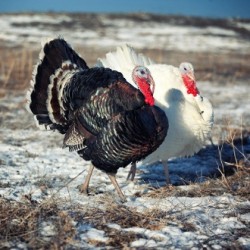 Broad Breasted Turkey Poults