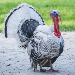 Heritage Breed Turkeys