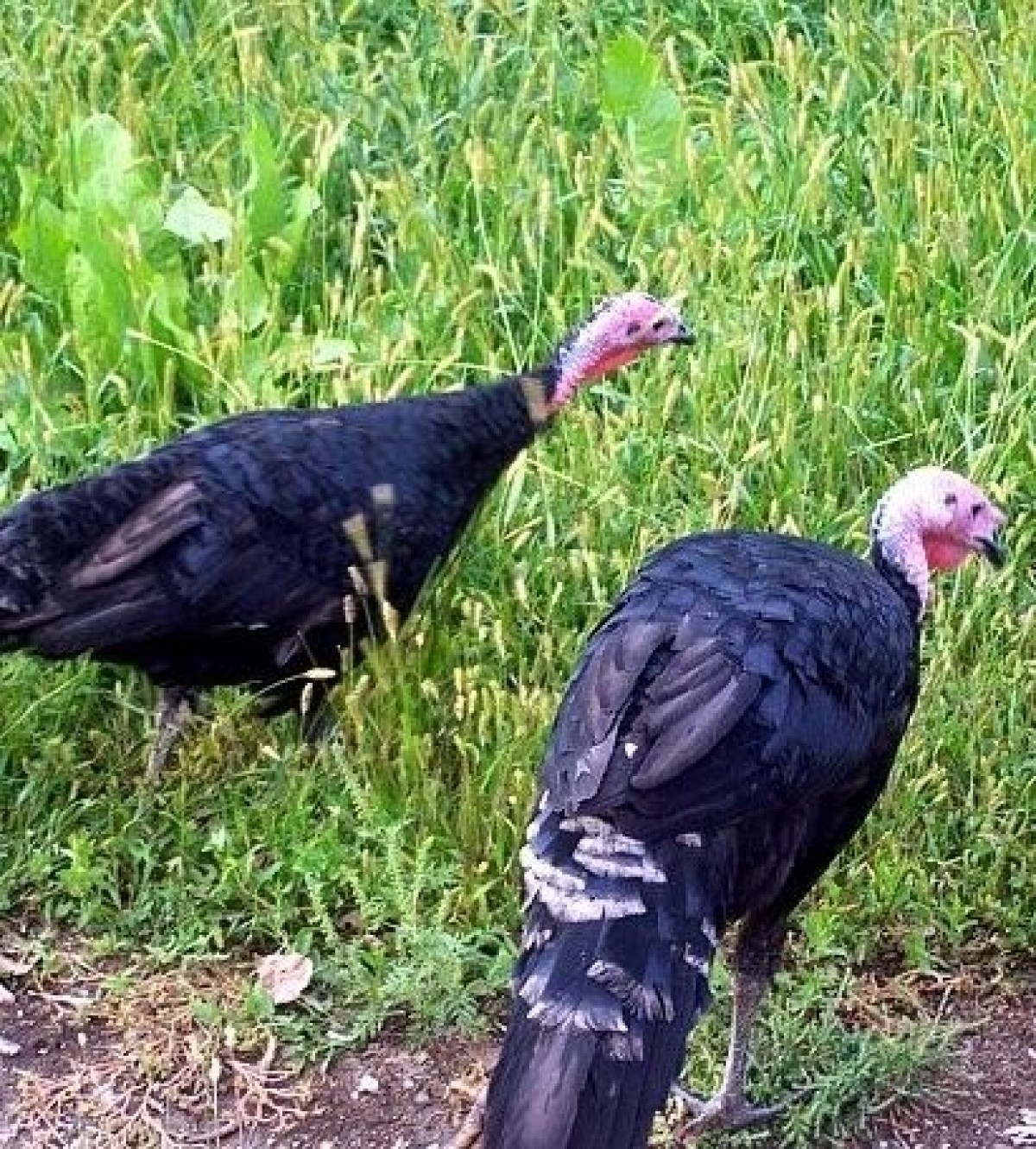 Baby Turkeys for Sale : Turkey Poults | Chickens For Backyards Baby Turkeys for Sale : Turkey Poults | Chickens For Backyards