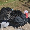 black spanish turkey