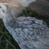 blue slate turkey juvenile