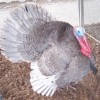 blue slate turkey tom